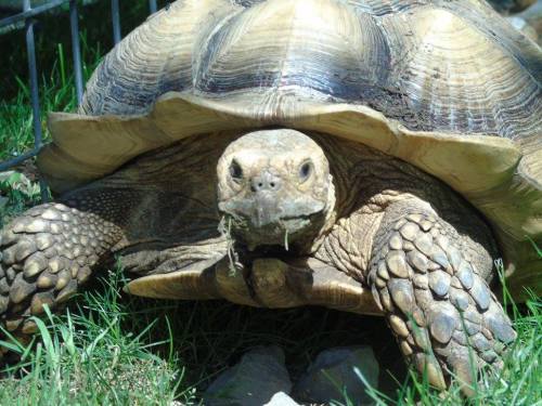 A close-up of a tortoise with a textured shell, sitting on grass with some greenery in its mouth.