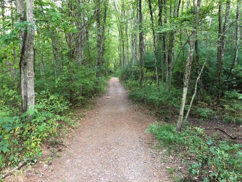 A narrow gravel path winding through a lush green forest with tall trees on either side.
