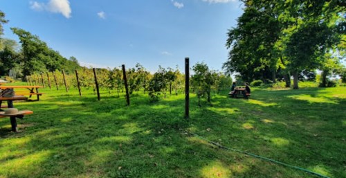 A sunny vineyard with rows of grapevines, picnic tables, and lush green grass under a clear blue sky.