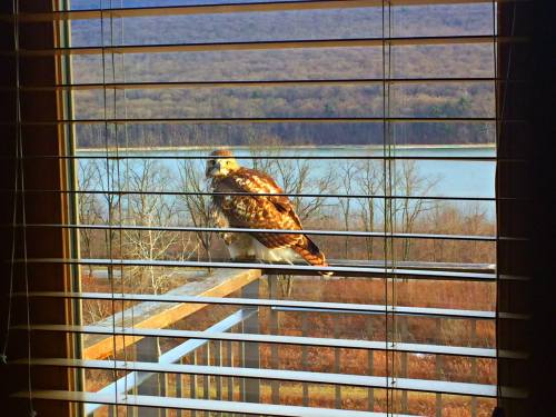 A hawk perched on a railing outside a window, with trees and a river visible in the background.