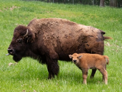 A bison and its calf stand together in a grassy field. The adult bison has a thick, shaggy coat.
