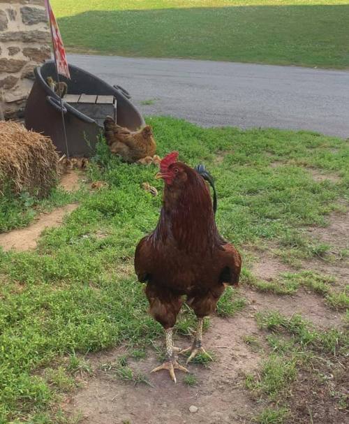 A brown rooster stands in a grassy area, with a hen resting in the background near a trough.