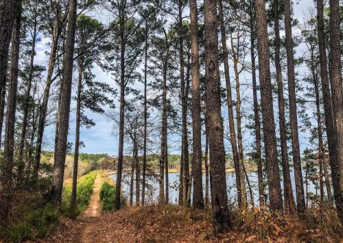 A serene forest path lined with tall trees, leading to a calm lake under a cloudy sky.