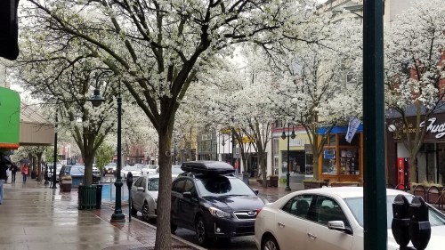 A rainy street scene lined with flowering trees, cars parked along the curb, and shops in the background.