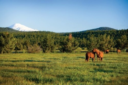 Two horses graze in a lush green field with a snow-capped mountain and dense forest in the background.