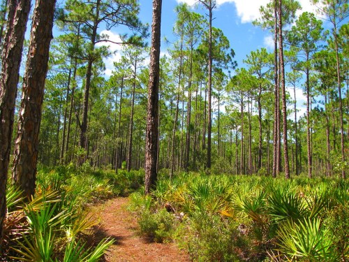 A winding path through a lush forest with tall pine trees and vibrant green underbrush under a blue sky.
