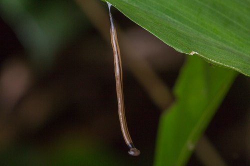 A slender, elongated brown slug hanging from a green leaf in a natural setting.