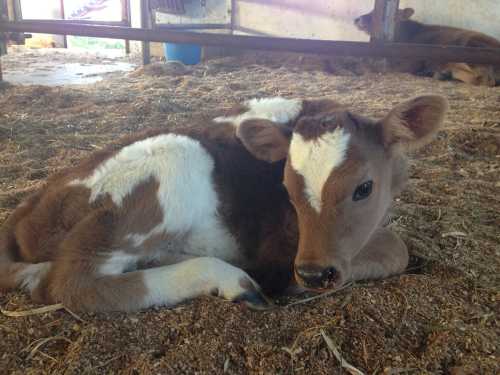 A young calf with brown and white markings lies on straw in a barn, looking curiously at the camera.