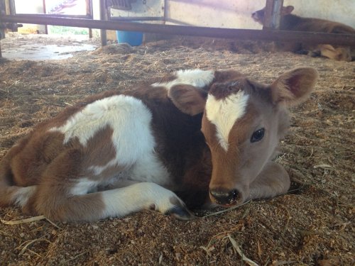 A young calf with brown and white markings lies on straw in a barn, looking curiously at the camera.