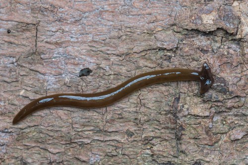 A brown, elongated worm-like creature crawling on textured bark.