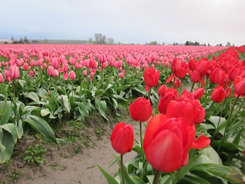 A vibrant field of red and pink tulips stretches across the landscape under a cloudy sky.