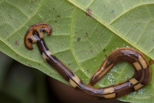 A small, brown and yellow striped salamander resting on a green leaf.