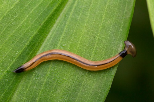 A slender, orange-brown worm-like creature with a black tip resting on a green leaf.