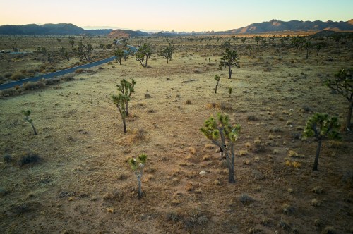 Aerial view of a desert landscape with scattered Joshua trees and a winding road in the background. Mountains in the distance.