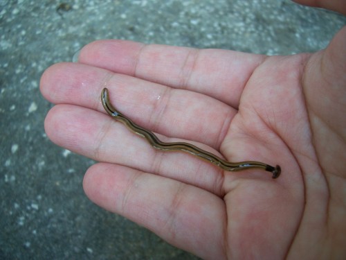 A person’s hand holding a long, slender, brown and green striped worm on a textured surface.