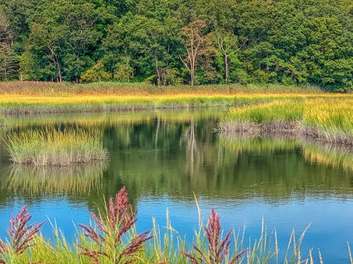 A serene wetland scene with tall grasses and trees reflected in calm water under a clear sky.