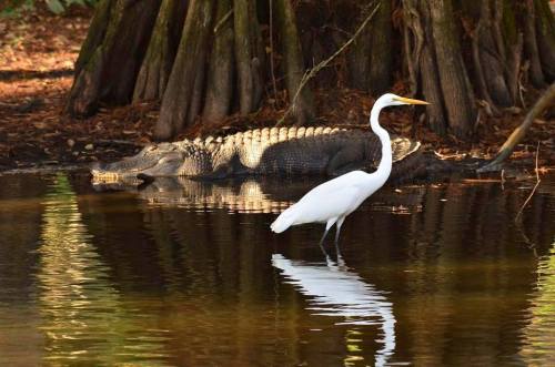 A white egret stands in shallow water near a large crocodile resting on the bank, surrounded by trees.