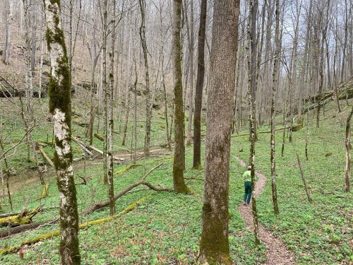 A person walks along a winding trail through a lush, green forest with tall trees and moss-covered ground.