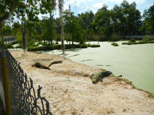 A serene pond covered in green algae, with turtles resting on the shore and trees in the background.