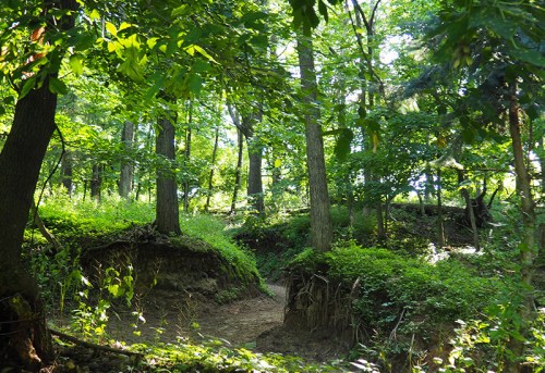 A lush green forest with tall trees, sunlight filtering through the leaves, and a winding path through the underbrush.