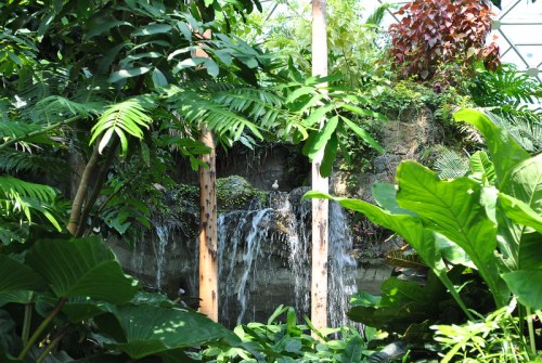 A lush indoor garden featuring a small waterfall surrounded by vibrant green plants and tropical foliage.