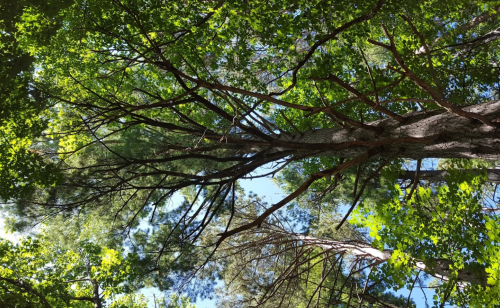 A view of tall trees with green leaves, looking up towards a clear blue sky.