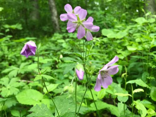 A cluster of delicate purple wildflowers surrounded by lush green foliage in a forest setting.