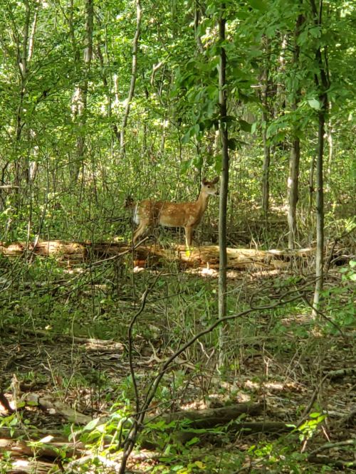 A deer stands among trees in a lush green forest, partially hidden by foliage and fallen logs.