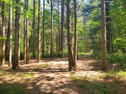 A sunlit forest path diverges between tall trees, surrounded by lush greenery and dappled sunlight.