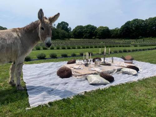 A donkey stands beside a picnic setup on a blanket, surrounded by cushions and candles in a grassy field.