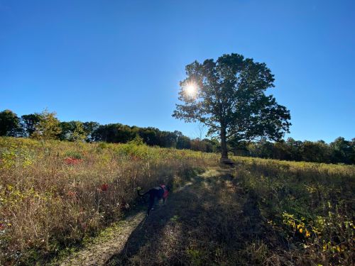 A dog walks along a path in a sunny field with tall grass and a large tree against a clear blue sky.