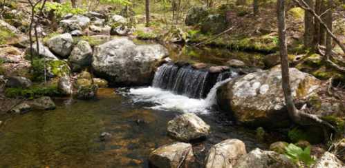 A serene stream flows over rocks in a wooded area, surrounded by greenery and sunlight filtering through the trees.