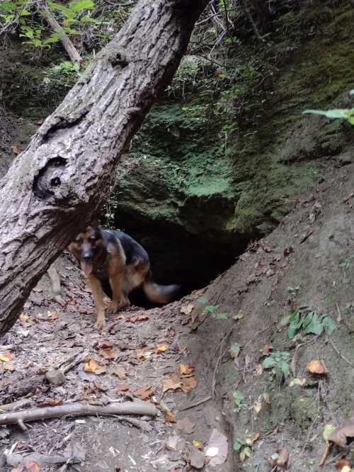 A dog stands near a rocky cave entrance, surrounded by trees and fallen leaves.