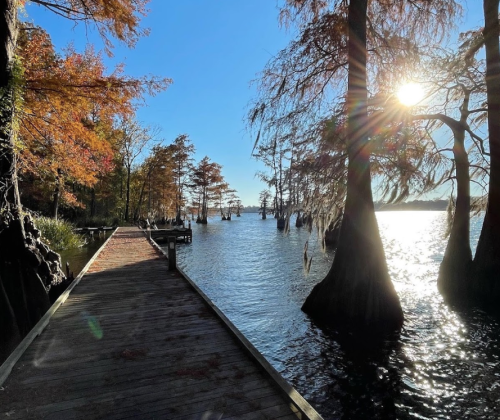 A wooden dock extends into a serene lake surrounded by cypress trees, with sunlight glistening on the water.