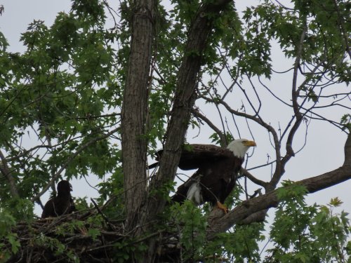 A bald eagle stands on a tree branch near its nest, surrounded by green leaves. A younger bird is visible in the nest.