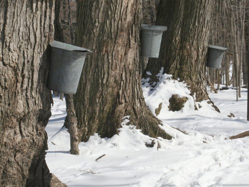 Metal buckets attached to tree trunks in a snowy forest, collecting sap from the trees.