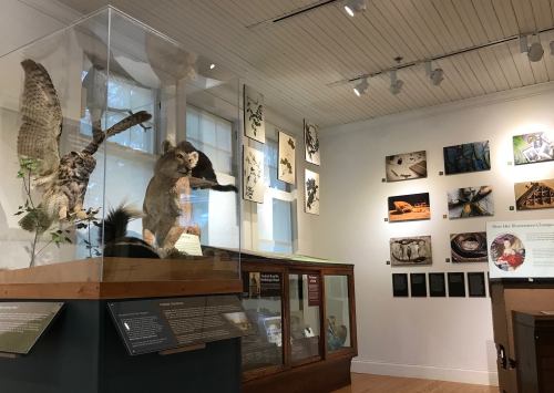 A museum display featuring taxidermy animals and informative panels on the wall about wildlife and ecosystems.