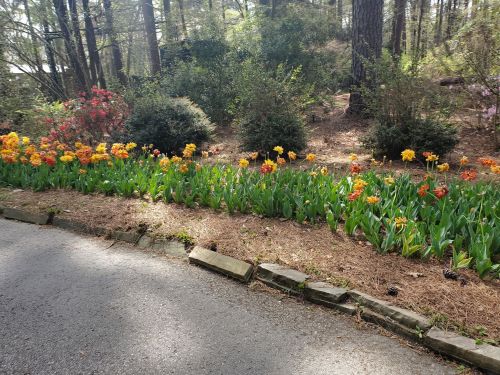 A vibrant flower bed with orange and yellow blooms alongside a paved road, surrounded by greenery and trees.