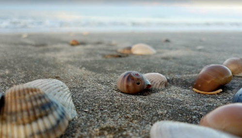 Close-up of various seashells scattered on a sandy beach with gentle waves in the background.