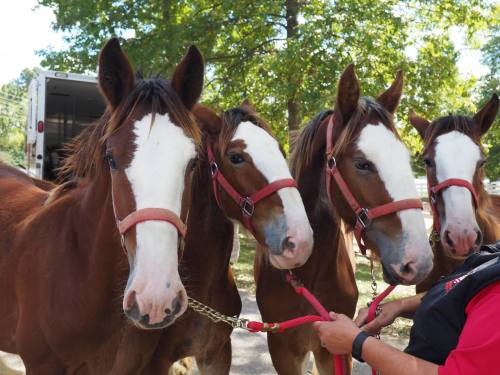 Four brown horses with white markings stand side by side, each wearing a halter, in a sunny outdoor setting.
