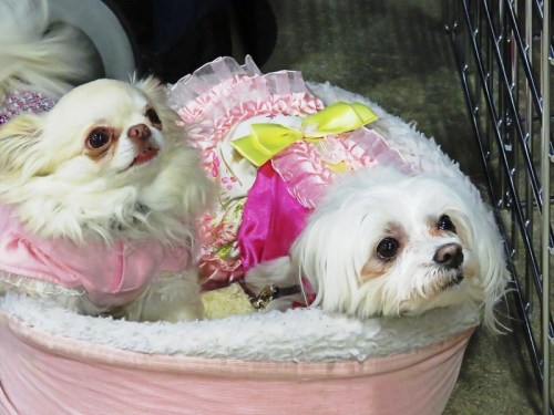 Two small dogs in a cozy bed, one wearing a pink dress and the other in a pink sweater, both looking curiously.