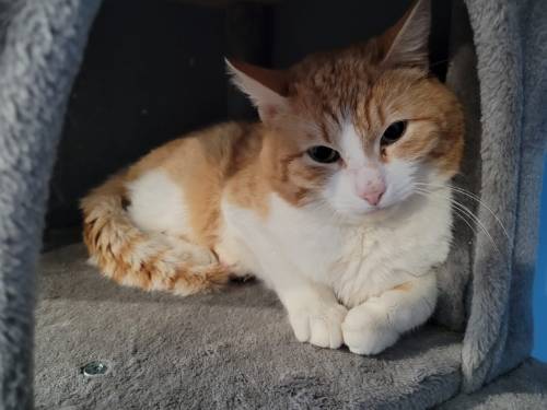 A fluffy orange and white cat lounging comfortably in a cozy nook.