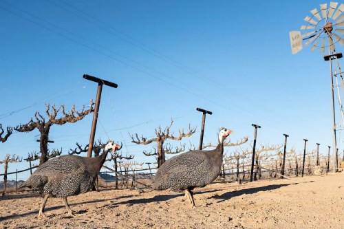 Two guineafowl walk along a dusty path in a vineyard, with a windmill and bare vines in the background under a clear blue sky.