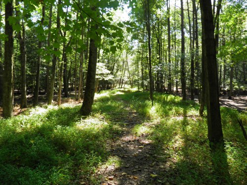 A sunlit forest path surrounded by tall trees and lush green undergrowth.