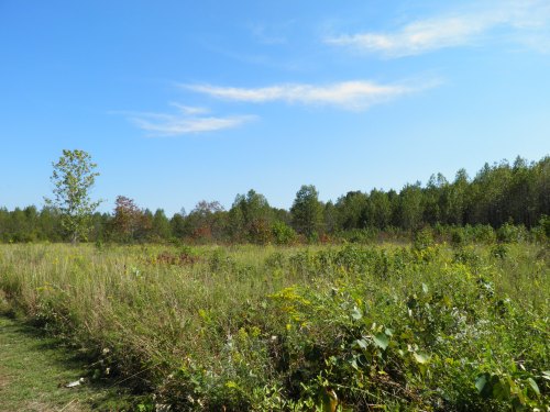 A sunny landscape featuring a grassy field with scattered trees and a clear blue sky.