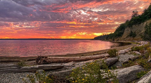 A vibrant sunset over a calm shoreline, with logs and wildflowers in the foreground and dramatic clouds in the sky.