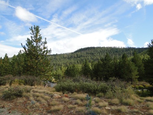 Lush green forest with tall trees and a blue sky, featuring scattered clouds and a gentle hillside in the background.