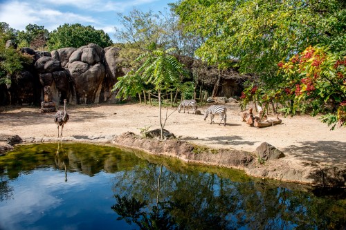 A serene scene featuring zebras and ostriches near a pond, surrounded by lush greenery and rocky formations.