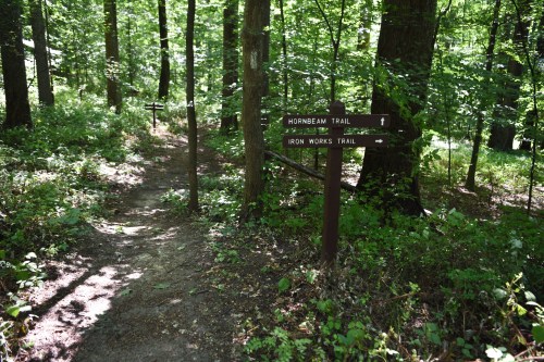 A wooded area with two trail signs: one for Hornbeam Trail and another for Iron Works Trail, surrounded by greenery.