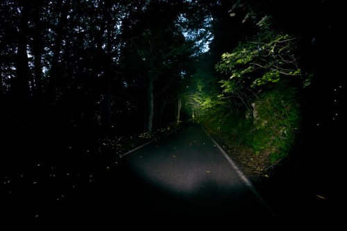 A dark, tree-lined road illuminated by fireflies, creating a magical, serene atmosphere.